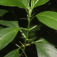 Barleria prionitis L.